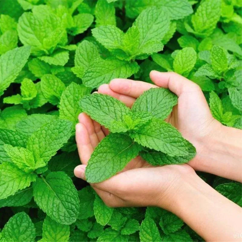 20g Simply Catnip Natural Organic Premium Catnip 20g/bag Catmint  Menthol Flavor Can Be Sprinkled on Toys and Catnip Toys